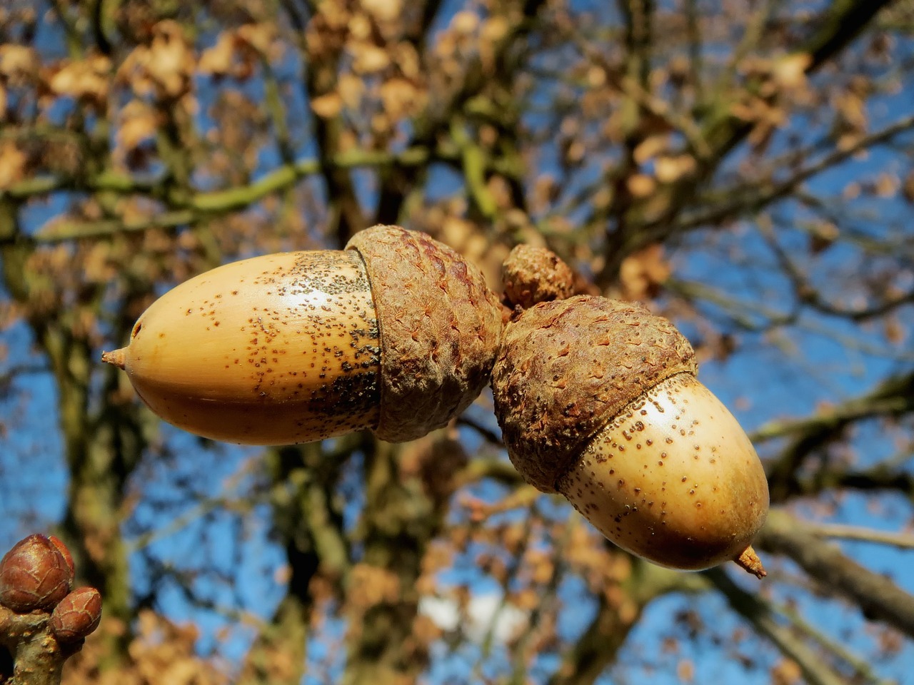 oak trees